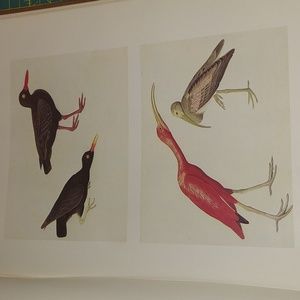 Black Oystercatcher Plate 178, Scarlet Ibis Plate 179. John James Audubon prints